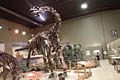 0-20030627-2146-Camarasaurus (20K)