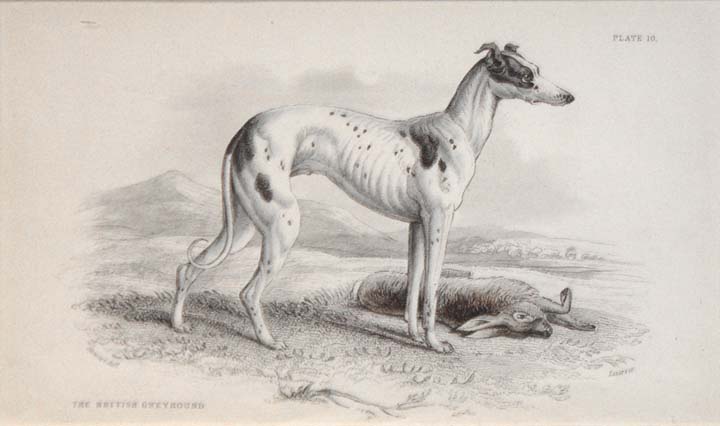 20030622-1766-Greyhound-Lithograph (46K)