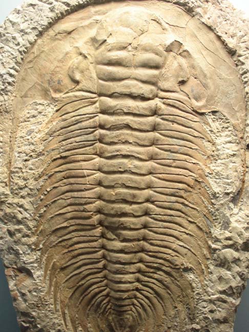 20030624-1894-Trilobite (79K)