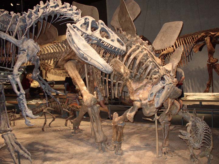 20030624-1915-Allosaurus-Stegosaurus (80K)