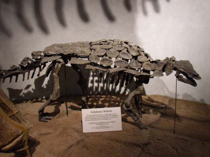 20030624-1918-Ankylosaur (48K)