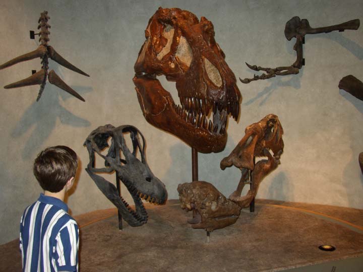 20030624-1925-T-Rex-Skull (48K)