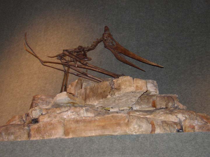 20030624-1932-Pteranodon-Walking (48K)
