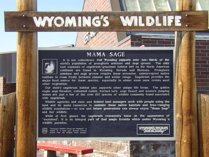 Mama Sage - It is not coincidence that Wyoming supports over two-thirds of the world's population of pronghorn antelope and sage grouse.  The only vast expanses of sagebrush-grassland habitat left on the North American continent are found in Wyoming, Nevada, and Montana. Pronghorn antelope and sage grouse require these extensive, uninteruupted native habitats to roam freely between summer and winter range. Sagebrush provides the major food source for these species, especially in winter when snow covers most other vegetation. // Our state's sagebrush habitat also supports other unique life forms. The golden eagle, sage thrasher, cottontail rabbit, horned lark, sage lizard and western jumping mouse are just a few of the over 150 species of wildlife commonly found associated with sagebrush. // Wildlife agencies and state and federal land managers work with people using land and its many resources to maintain these native habitats and free-ranging wildlife populations -- so you and future generations can always enjoy 'Mama Sage' and her wildlife. // While at first glance the sagebrush community takes on the appearance of 'wasteland', it is an integral part of that magic formula which makes Wyoming a wildlife paradise. 