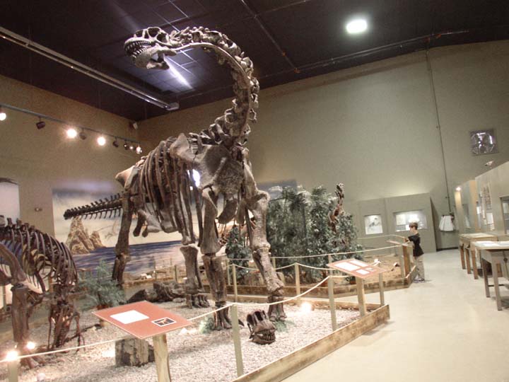 20030627-2146-Camarasaurus (77K)
