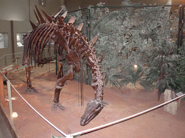20030627-2155-Tuojiangosaurus (87K)