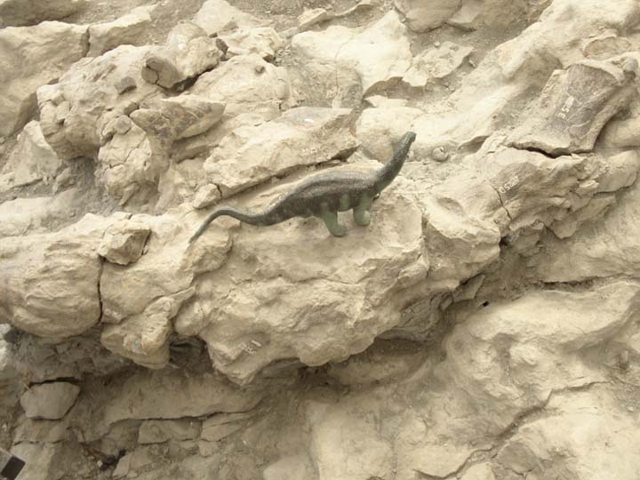 20030627-2158-Apatosaurus (81K)