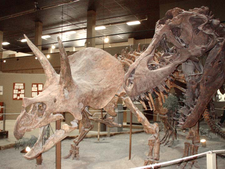 20030627-2186-Tricerotops-T-Rex (89K)