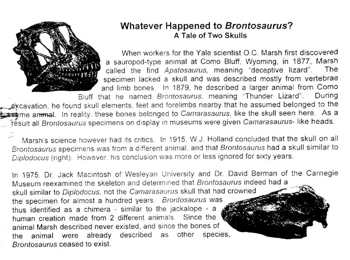 Whatever happened to Bronosaurus? // A Tale of Two Skulls. // When workers for the Yale scientist O.C. Marsh discovered a sauropod-type animal at Como Bluff, Wyoming, in 1877, Marsh called the find Apatosaurus, meaning 'deceptive lizard'. The specimen lacked a skull and was described mostly from vertibrae and limb bones. In 1879, he described a larger animal from Como Bluff that he named Brontosaurus, meaning 'Thunder Lizard'. During excavation he found skull elements, feet, and forelimbs nearby that he assumed belonged to the same animal. In reality, these bones belonged to Camarasaurus, like the skull seen here. As a result all Brontosaurus specimens in display in museums were given Camarasaurus- like heads. // Marsh's science, however, had its critics. In 1915, W.J. Holland concluded that the skull on all Brontosaurus specimens was from a different animal and that Brontosaurus had a skull similar to Diplodicus (right). However, his conclusion was more or less ignored for more than sixty years. // In 1975, Dr. Jack Macintosh of Wesleyan University and Dr. David Berman of the Carnegie Museum reexamined the skeleton and determined that Brontosaurus indeed had a skull similar to Diplodicus, not the Camarasaurus skull that crowned the specimen for almost a hundred years. Brontosaurus was thus identified as a chimera - similar to the jackalope - a human creation made from two different animals. Since the animal Marsh described never existed, and since the bones of the animal were already described as different species, Brontosaurus ceased to exist.