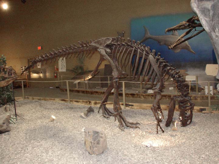 20030627-2193-Allosaurus (76K)