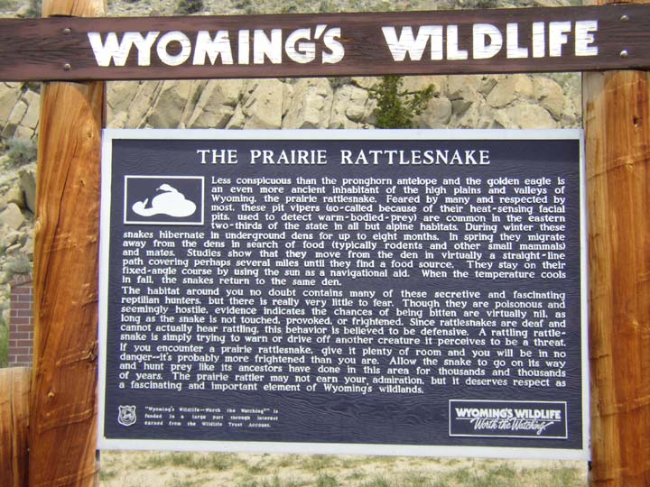 The Prairie Rattlesnake // Less conspicuous than the pronghorn antelope and the golden eagle is an even more ancient inhabitant of the high plains and valleys of Wyoming, the prairie rattlesnake. Feared by many and respected by most, these pit vipers (so-called because of their heat-sensing facial pits, used to detect warm-bodied-prey) are common in the eastern two-thirds of the state in all but alpine habitats. During winter these snakes hibernate in underground dens for up to eight months. In the spring they migrate away from the dens in search of food (typically rodents and other small mammals) and mates. Studies show that they move from the den in virtually a straight-line path covering perhaps several miles until they find a food source. They stay on their fixed-angle course by using the sun as a navigational aid. When the temperature cools in fall, the snakes return to the same den. // The habitat around you no doubt contains many of these secretive and fascinating reptilian hunters, but there is really very little to fear. Though they are poisonous and seemingly hostile, evidence indicates the chances of being bitten are virtually nil, as long as the snake is not touched, provoked, or frightened. Since rattlesnakes are deaf and cannot actually hear rattling, this behavior is believed to be defensive. A rattling rattlesnake is simply trying to warn off or drive off another creature it perceives to be a threat. // If you encounter a rattlesnake, give it plenty of room and you will be in no danger -- it's probably more frightened than you are. Allow the snake to go on its way and hunt prey like its ancestors have done in this area for thousands and thousands of years. The prairie rattler may not earn your admiration, but it deserves respect as a fascinating and important element of Wyoming's wildlands.