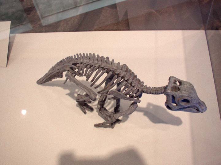 20030628-2241-Miasaura-Newborn (54K)