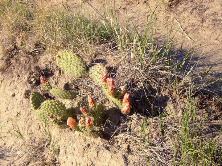 20030629-2393-MSP-Folf-Cactus (154K)