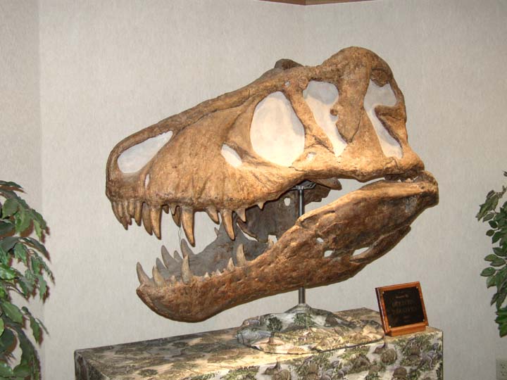 20030630-2411-DDM-T-Rex-Skull (73K)