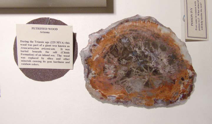 20030630-2434-DDM-Petrified-Wood (50K)