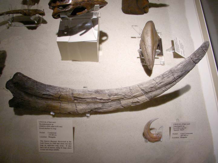 20030630-2454-DDM-Therizinosaurus-Claw-cast (56K)