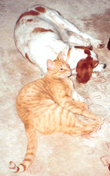 20000616-1-05-Puerto-Cat-Dog (43K)