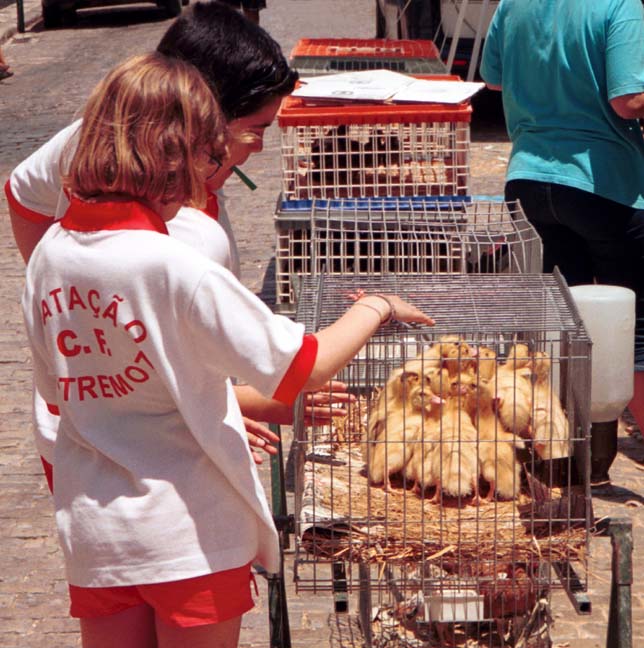 20000617-3-02A-Loule-Market-Ducks (99K)