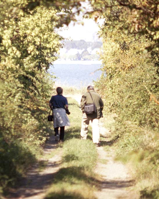 Path through thicket on Thompson Island (90K)