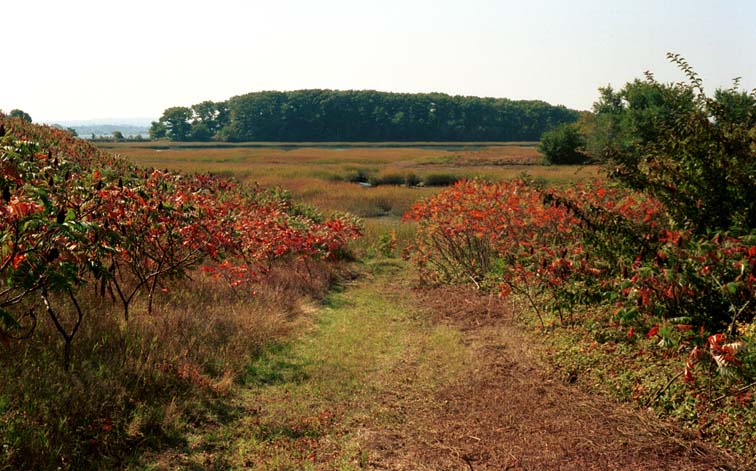 Salt Marsh at the south end of Thompson Island (100K)